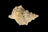 藏品(蛙螺)的圖片